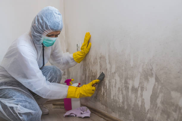 Best Residential Mold Remediation in Valhalla, NY