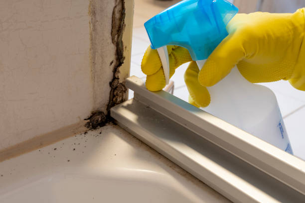 Best Mold Testing and Inspection Services in Valhalla, NY