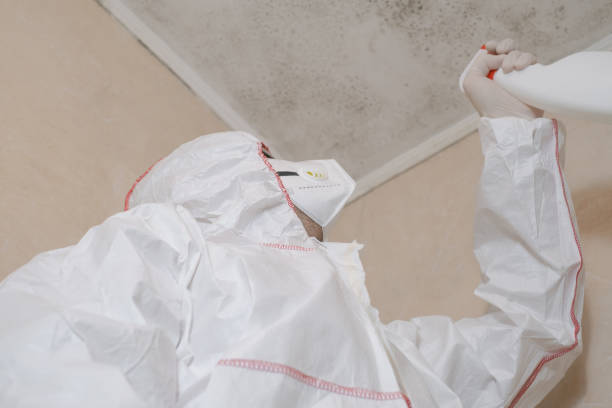 Best Attic Mold Remediation in Valhalla, NY